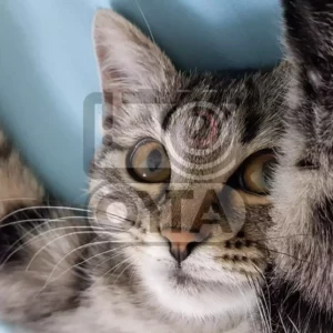 Фотография котёнка лапками вверх