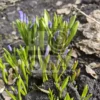 Фотография цветка первоцвета (примула) Изображение цветка первоцвета (примула)