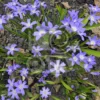 Фотография цветка первоцвета Сцилла (Пролеска / Scilla) Изображение цветка первоцвета Сцилла (Пролеска / Scilla)
