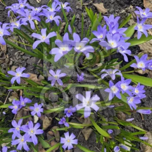 Изображение цветка первоцвета Сцилла (Пролеска / Scilla)