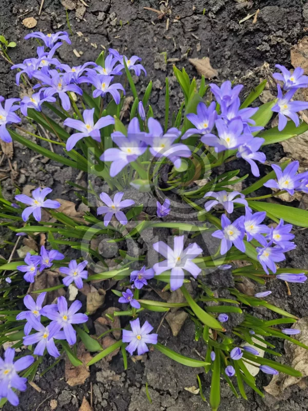Фотография цветка первоцвета Сцилла (Пролеска / Scilla) Изображение цветка первоцвета Сцилла (Пролеска / Scilla)