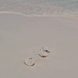 Видео продолжительностью 12.16 секунд морских ракушек на песке