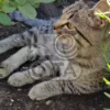 Изображение кот с цветущей желтой розою