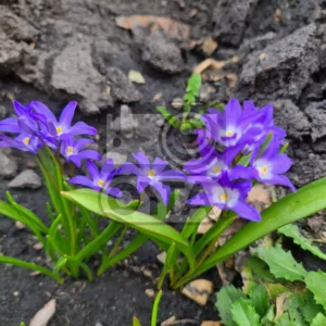 Изображение цветущей Первоцвет хионодокса (Chionodoxa)