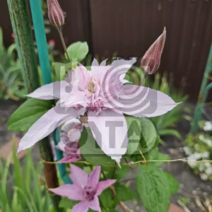 Изображение цветущий клематис Мульти Пинк (Multi Pink)