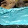 Видео продолжительностью 12.74 секунд кормят маленьких кроликов в вольере