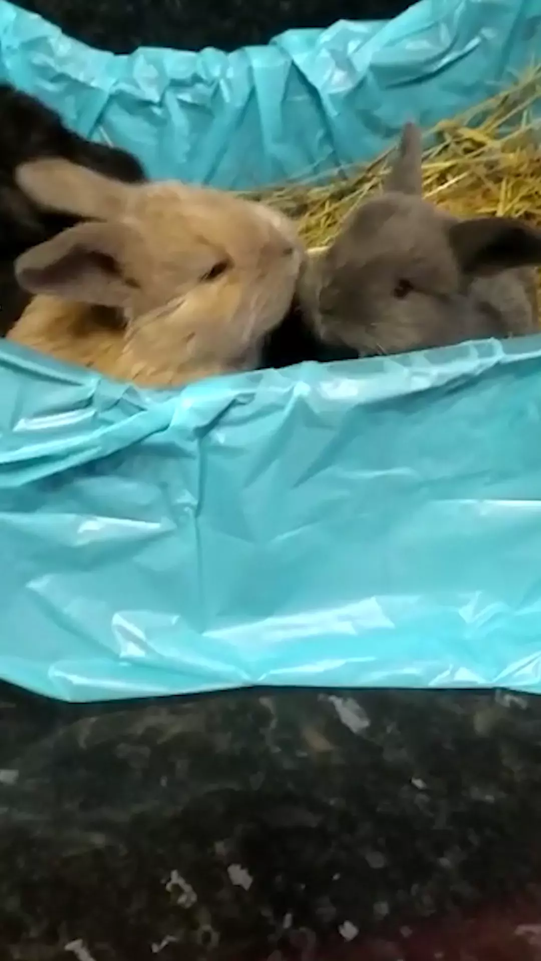 Видео продолжительностью 12.74 секунд кормят маленьких кроликов в вольере