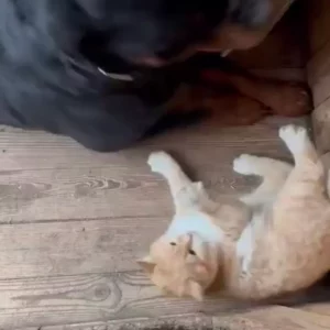 Видео продолжительностью 12.76 секунд щенок играется с котёнком