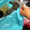 Видео продолжительностью 12.07 секунд маленький кролик