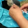 Видео продолжительностью 11.07 секунд маленькие кролики