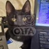 Изображение черного кота лежащего возле ноутбука