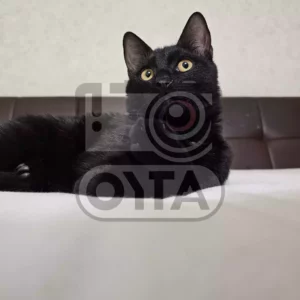 Изображение чёрного котёнка смотрит в верх на постели