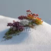 Суккуленты