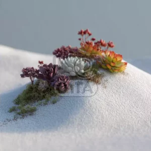 Суккуленты Суккуленты